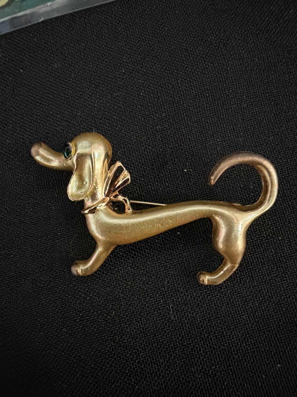 Dachshund